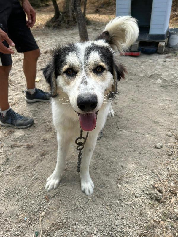 PABLO VIVO LEGATO A CATENA!!!! CONDIVIDI, OSPITAMI, ADOTTAMI!!! AIUTAMI!!! 🚨  Foto 7